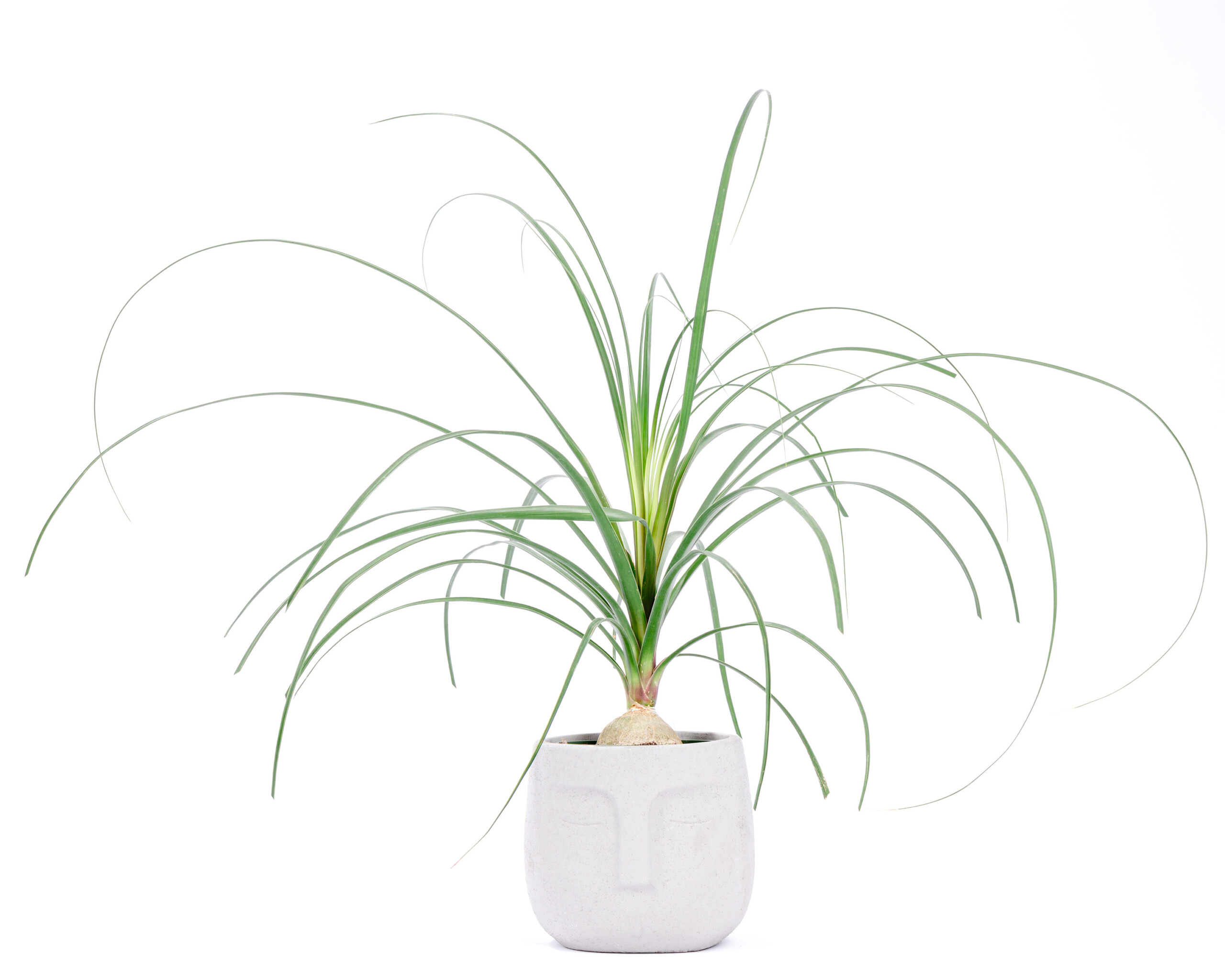 House Plant Product Photography